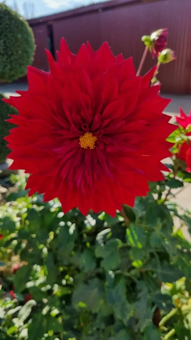 Rasko&scaron;na biljka koja donosi boju: Va&scaron;e kraljice vrtova uljep&scaron;at će svaki dan