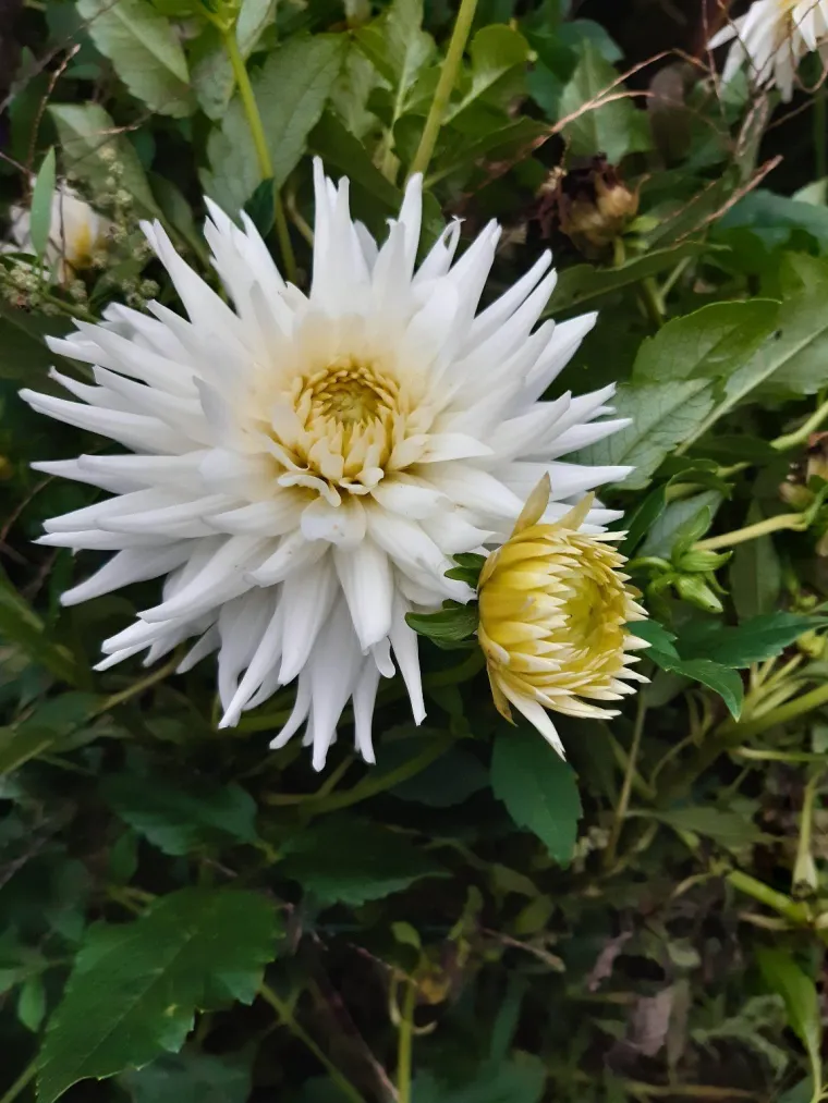 Rasko&scaron;na biljka koja donosi boju: Va&scaron;e kraljice vrtova uljep&scaron;at će svaki dan