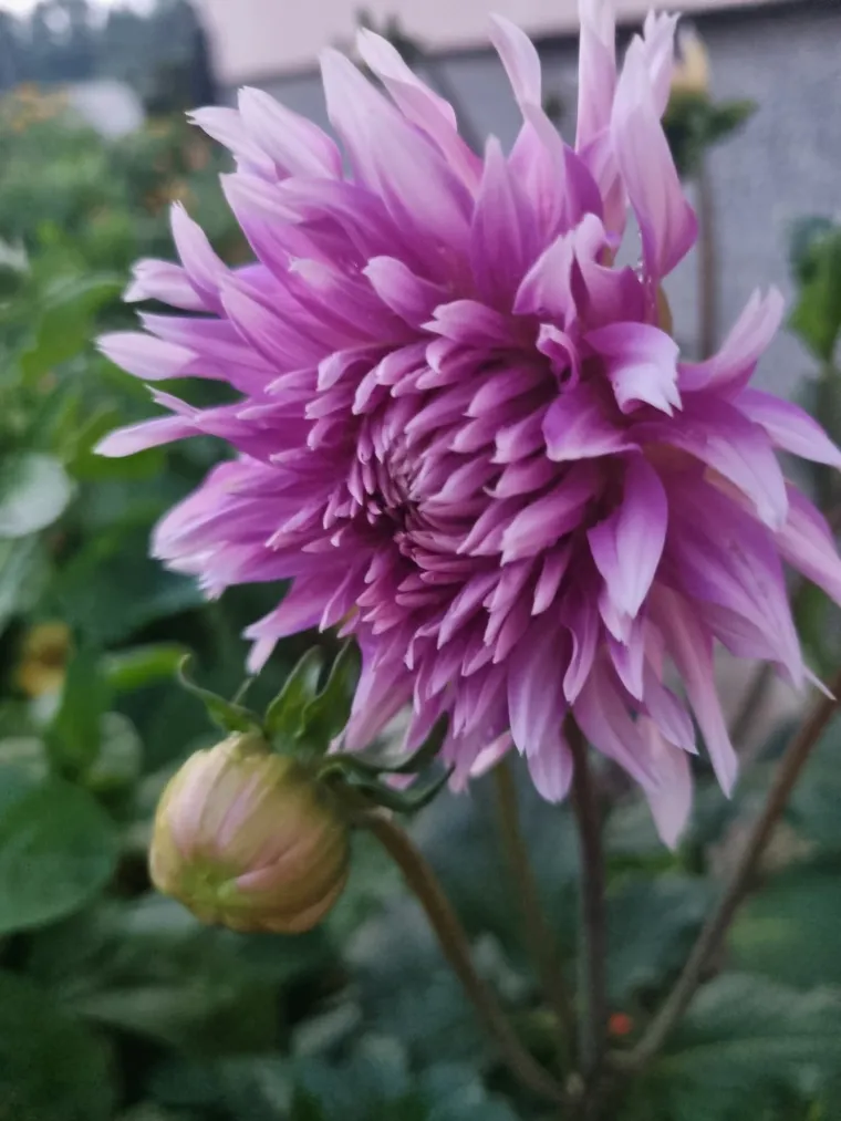 Rasko&scaron;na biljka koja donosi boju: Va&scaron;e kraljice vrtova uljep&scaron;at će svaki dan