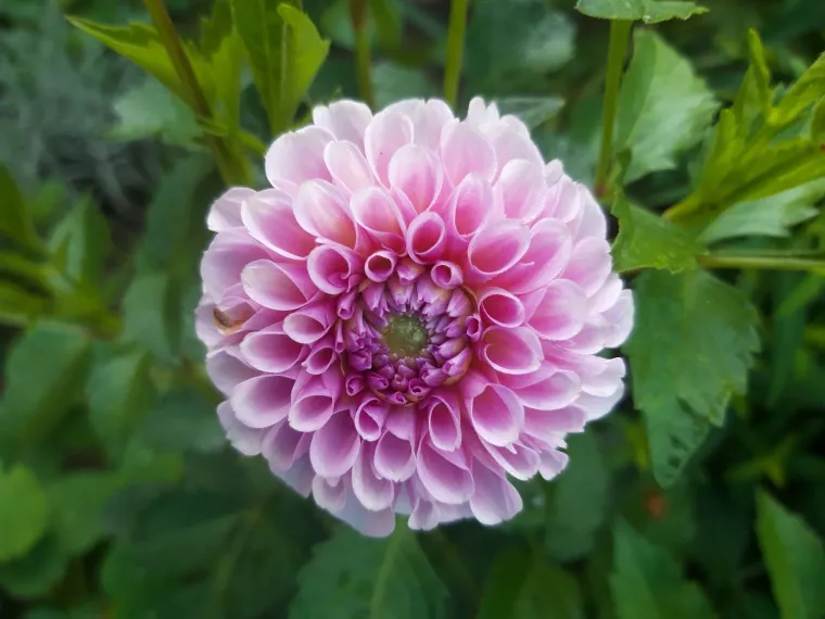 Rasko&scaron;na biljka koja donosi boju: Va&scaron;e kraljice vrtova uljep&scaron;at će svaki dan