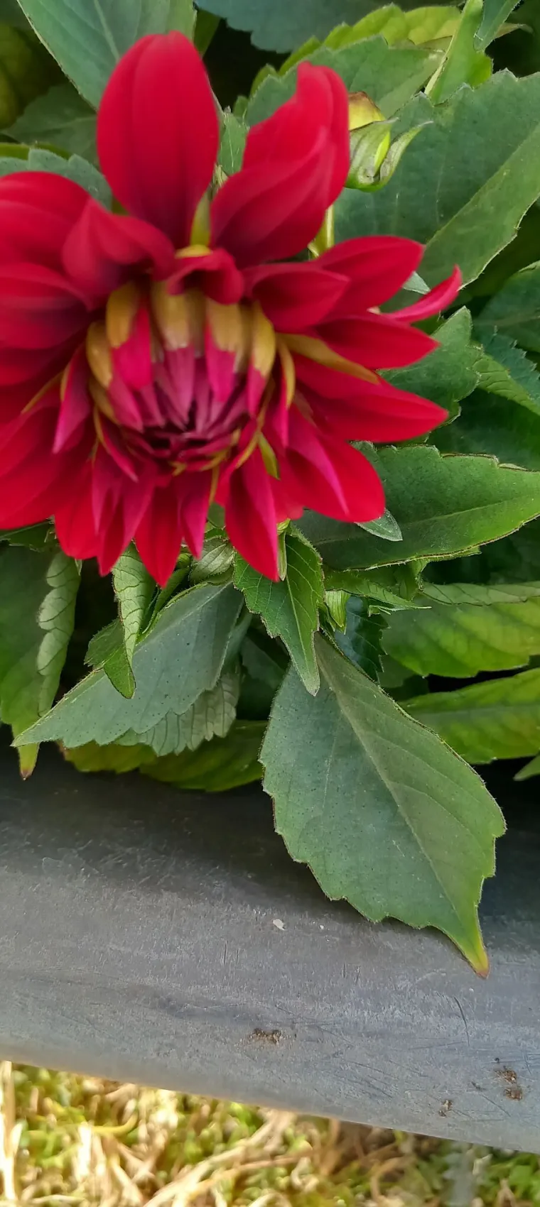 Rasko&scaron;na biljka koja donosi boju: Va&scaron;e kraljice vrtova uljep&scaron;at će svaki dan