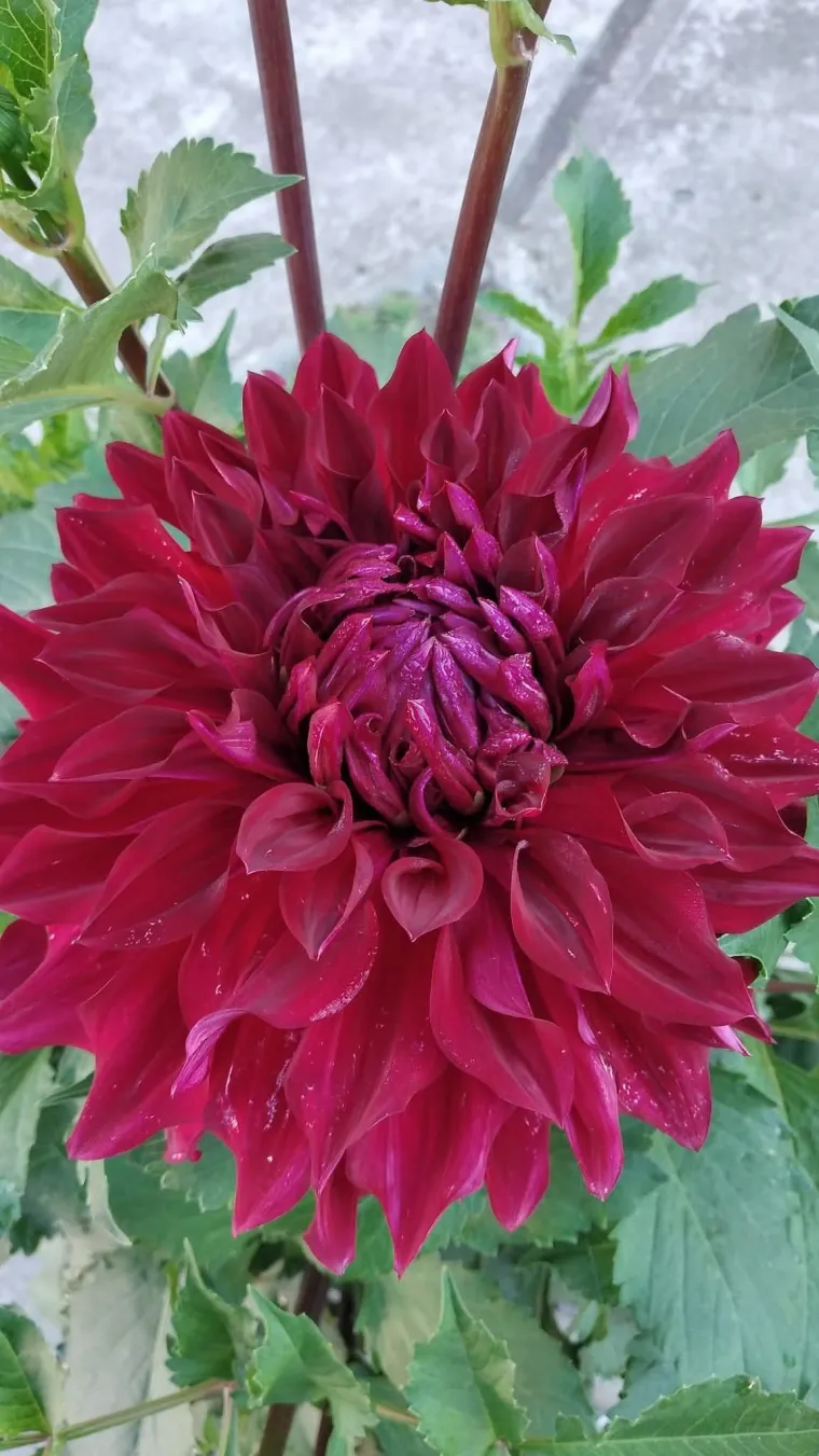 Rasko&scaron;na biljka koja donosi boju: Va&scaron;e kraljice vrtova uljep&scaron;at će svaki dan