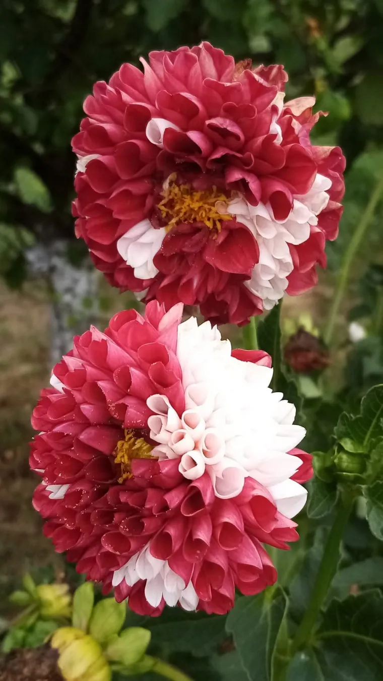 Rasko&scaron;na biljka koja donosi boju: Va&scaron;e kraljice vrtova uljep&scaron;at će svaki dan