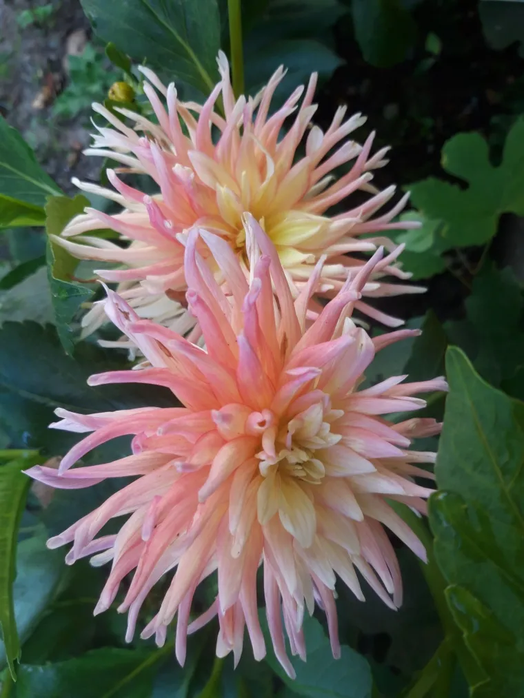 Rasko&scaron;na biljka koja donosi boju: Va&scaron;e kraljice vrtova uljep&scaron;at će svaki dan