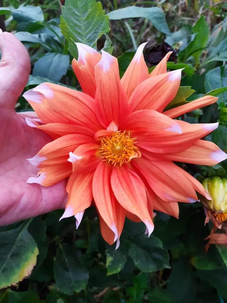 Rasko&scaron;na biljka koja donosi boju: Va&scaron;e kraljice vrtova uljep&scaron;at će svaki dan