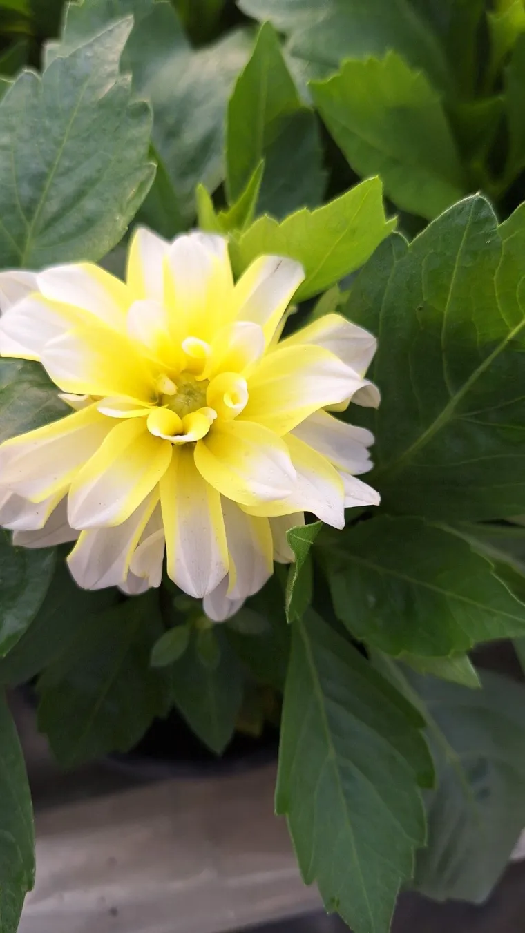 Rasko&scaron;na biljka koja donosi boju: Va&scaron;e kraljice vrtova uljep&scaron;at će svaki dan