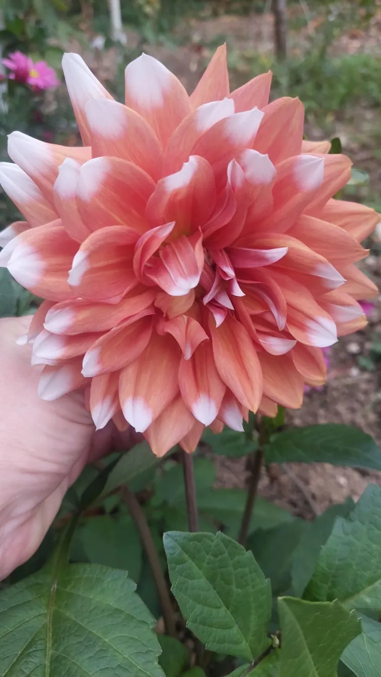 Rasko&scaron;na biljka koja donosi boju: Va&scaron;e kraljice vrtova uljep&scaron;at će svaki dan