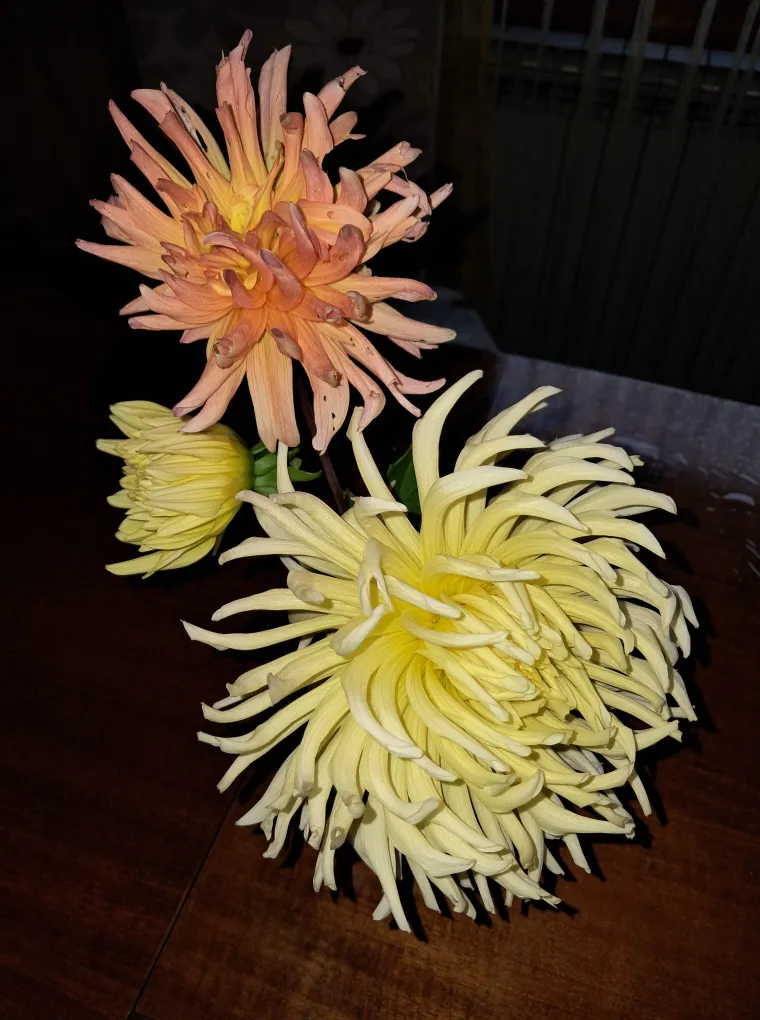 Rasko&scaron;na biljka koja donosi boju: Va&scaron;e kraljice vrtova uljep&scaron;at će svaki dan