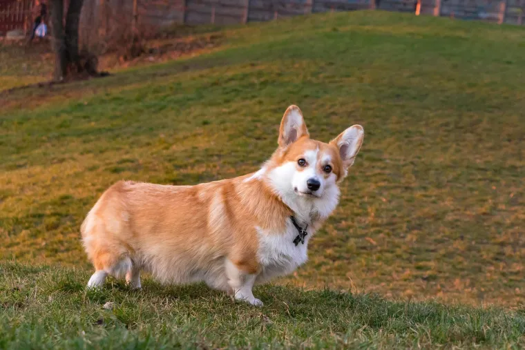 Ovih 25 pasmina pasa slažu se s mačkama: Prihvaćaju ih kao ravnopravne članove obitelji