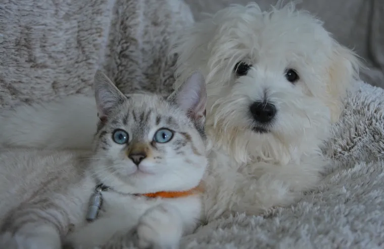 Ovih 25 pasmina pasa slažu se s mačkama: Prihvaćaju ih kao ravnopravne članove obitelji