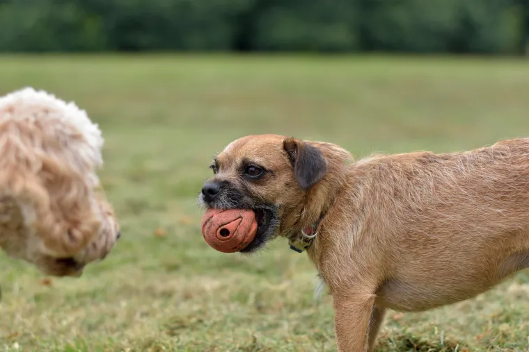 Ovih 25 pasmina pasa slažu se s mačkama: Prihvaćaju ih kao ravnopravne članove obitelji
