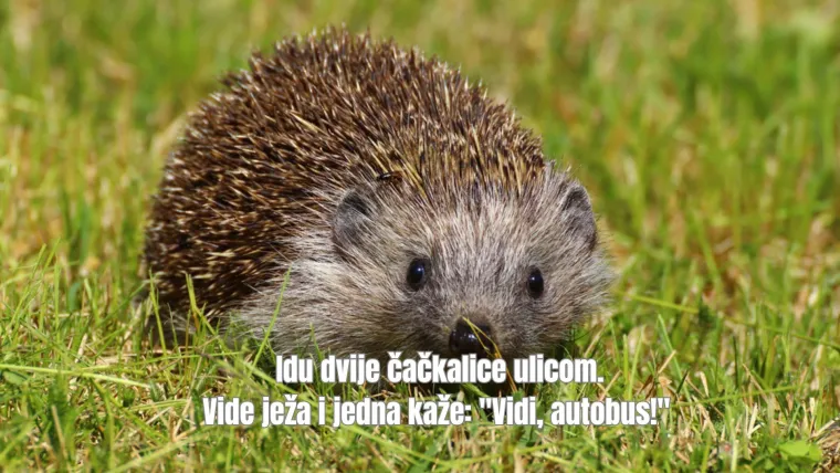 Izdvojili smo najurnebesnije viceve s interneta: Zbog njih ćete zajamčeno plakati od smijeha