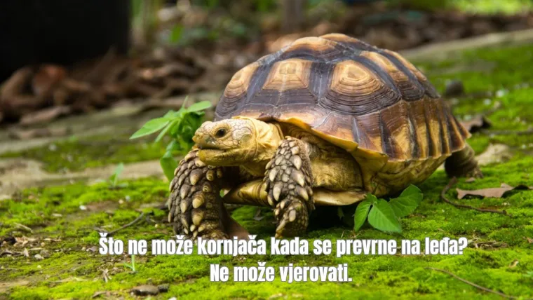 Izdvojili smo najurnebesnije viceve s interneta: Zbog njih ćete zajamčeno plakati od smijeha