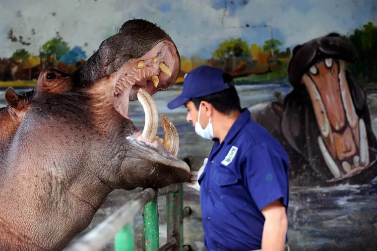 Kraj za 'kokainske nilske konje' Pabla Escobara: I oni, kao i gazda, samo stvaraju probleme