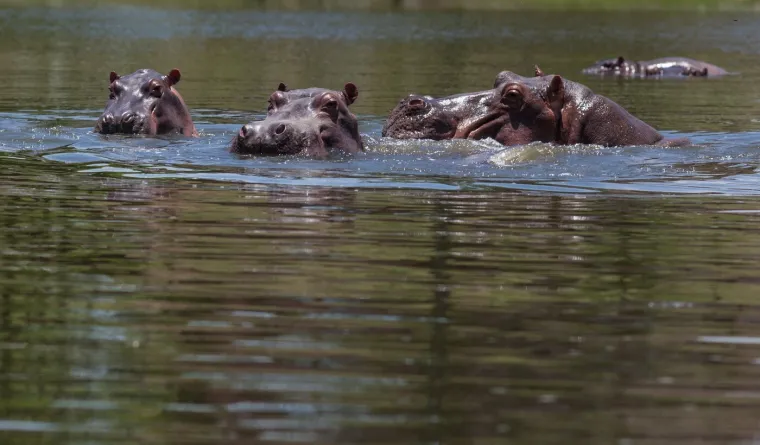 Kraj za 'kokainske nilske konje' Pabla Escobara: I oni, kao i gazda, samo stvaraju probleme