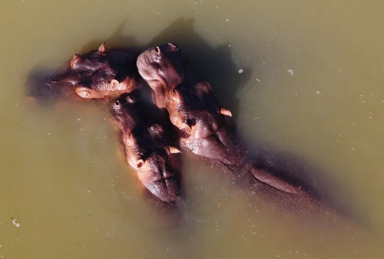 Kraj za 'kokainske nilske konje' Pabla Escobara: I oni, kao i gazda, samo stvaraju probleme