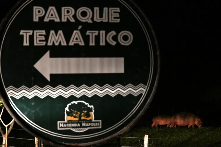 Kraj za 'kokainske nilske konje' Pabla Escobara: I oni, kao i gazda, samo stvaraju probleme