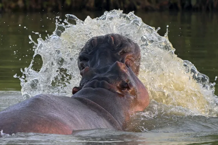 Kraj za 'kokainske nilske konje' Pabla Escobara: I oni, kao i gazda, samo stvaraju probleme