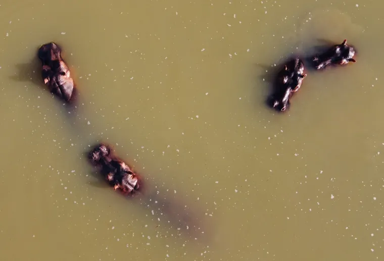 Kraj za 'kokainske nilske konje' Pabla Escobara: I oni, kao i gazda, samo stvaraju probleme