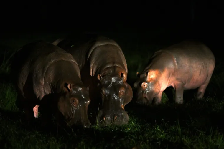 Kraj za 'kokainske nilske konje' Pabla Escobara: I oni, kao i gazda, samo stvaraju probleme