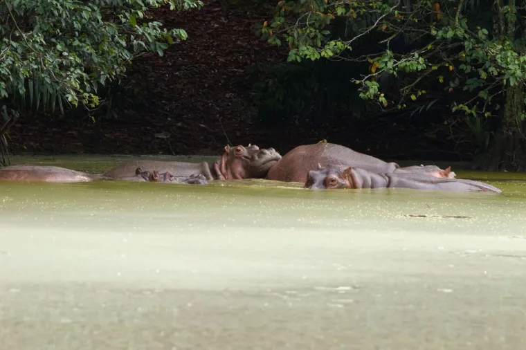 Kraj za 'kokainske nilske konje' Pabla Escobara: I oni, kao i gazda, samo stvaraju probleme