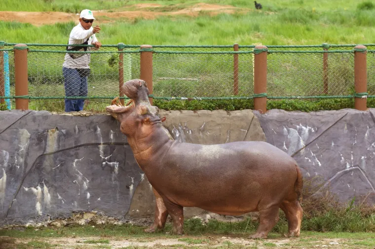 Kraj za 'kokainske nilske konje' Pabla Escobara: I oni, kao i gazda, samo stvaraju probleme