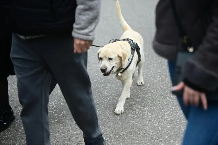 Na pogrebu Vujo&scaron;eviću i njegova labradorica: Potresni detalj pokazuje posebnu ljubav između njih