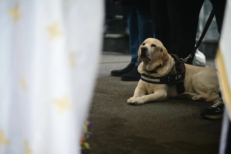 Na pogrebu Vujo&scaron;eviću i njegova labradorica: Potresni detalj pokazuje posebnu ljubav između njih