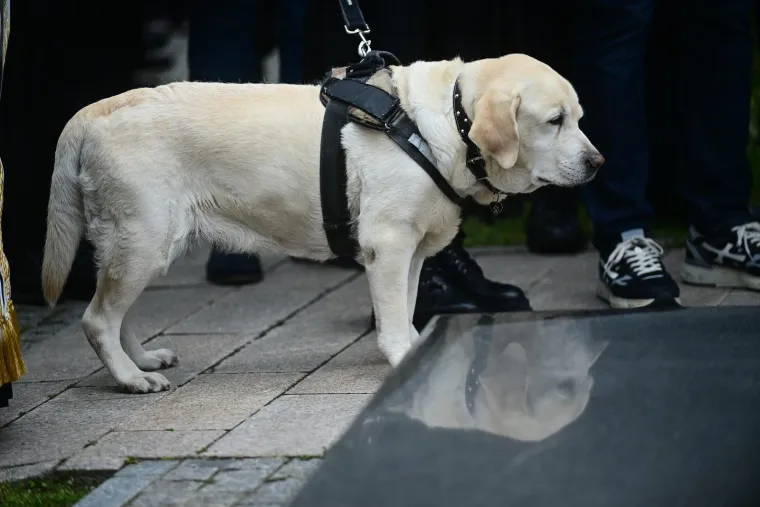 Na pogrebu Vujo&scaron;eviću i njegova labradorica: Potresni detalj pokazuje posebnu ljubav između njih
