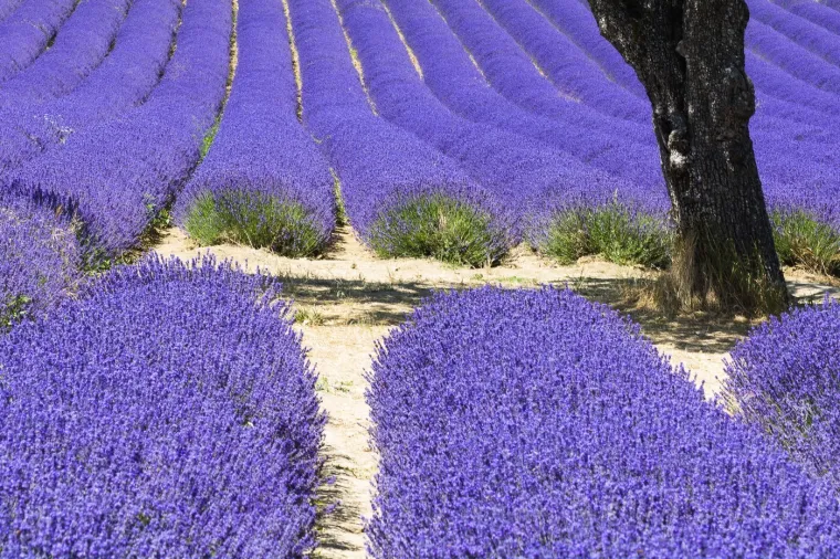 Ne znate kamo otići? Posjetite jedan od ovih očaravajućih europskih parkova i vrtova