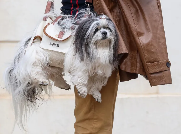 Prolaznici zastali i fotografirali 'modni dodatak': Pogledajte kako mu&scaron;karac nosi svog psa po Zagrebu