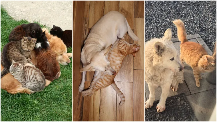 Va&scaron;e mačke i psi dokaz su da su neke priče samo mit: Ove fotografije rastopit će i najtvrđa srca