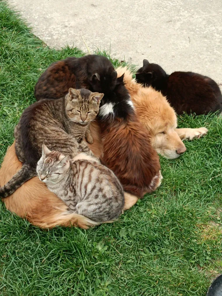 Va&scaron;e mačke i psi dokaz su da su neke priče samo mit: Ove fotografije rastopit će i najtvrđa srca