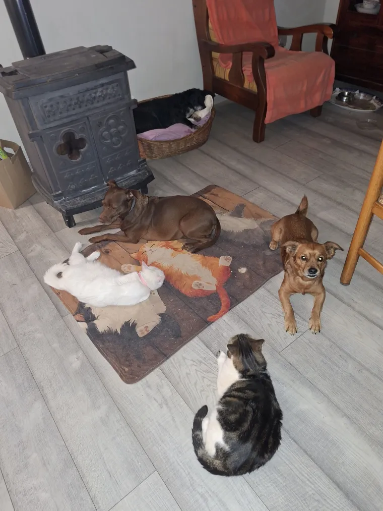 Va&scaron;e mačke i psi dokaz su da su neke priče samo mit: Ove fotografije rastopit će i najtvrđa srca