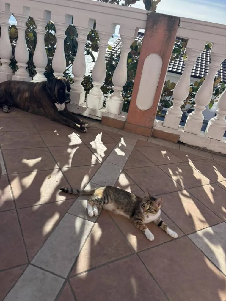 Va&scaron;e mačke i psi dokaz su da su neke priče samo mit: Ove fotografije rastopit će i najtvrđa srca