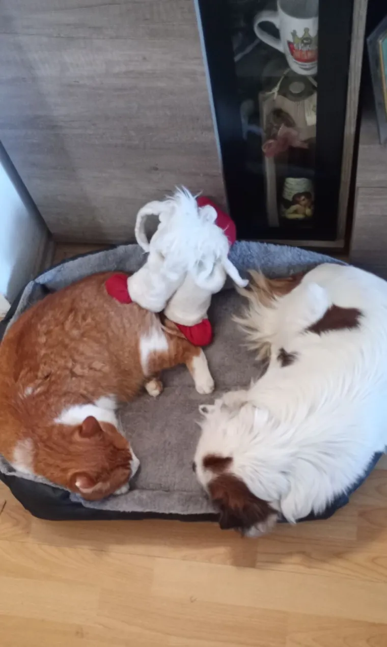 Va&scaron;e mačke i psi dokaz su da su neke priče samo mit: Ove fotografije rastopit će i najtvrđa srca