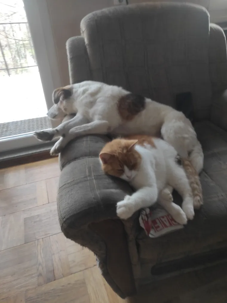 Va&scaron;e mačke i psi dokaz su da su neke priče samo mit: Ove fotografije rastopit će i najtvrđa srca