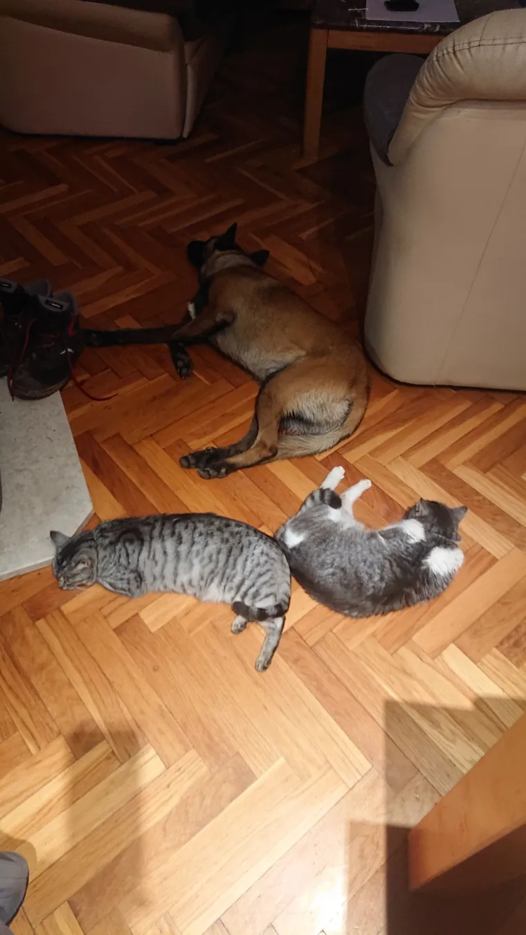 Va&scaron;e mačke i psi dokaz su da su neke priče samo mit: Ove fotografije rastopit će i najtvrđa srca