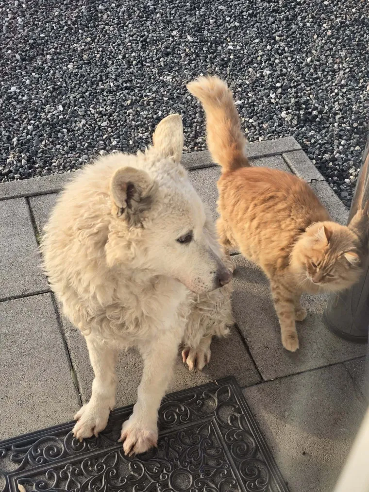 Va&scaron;e mačke i psi dokaz su da su neke priče samo mit: Ove fotografije rastopit će i najtvrđa srca
