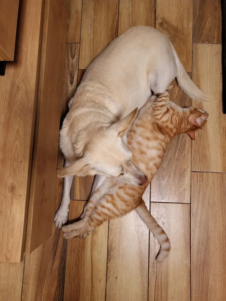 Va&scaron;e mačke i psi dokaz su da su neke priče samo mit: Ove fotografije rastopit će i najtvrđa srca