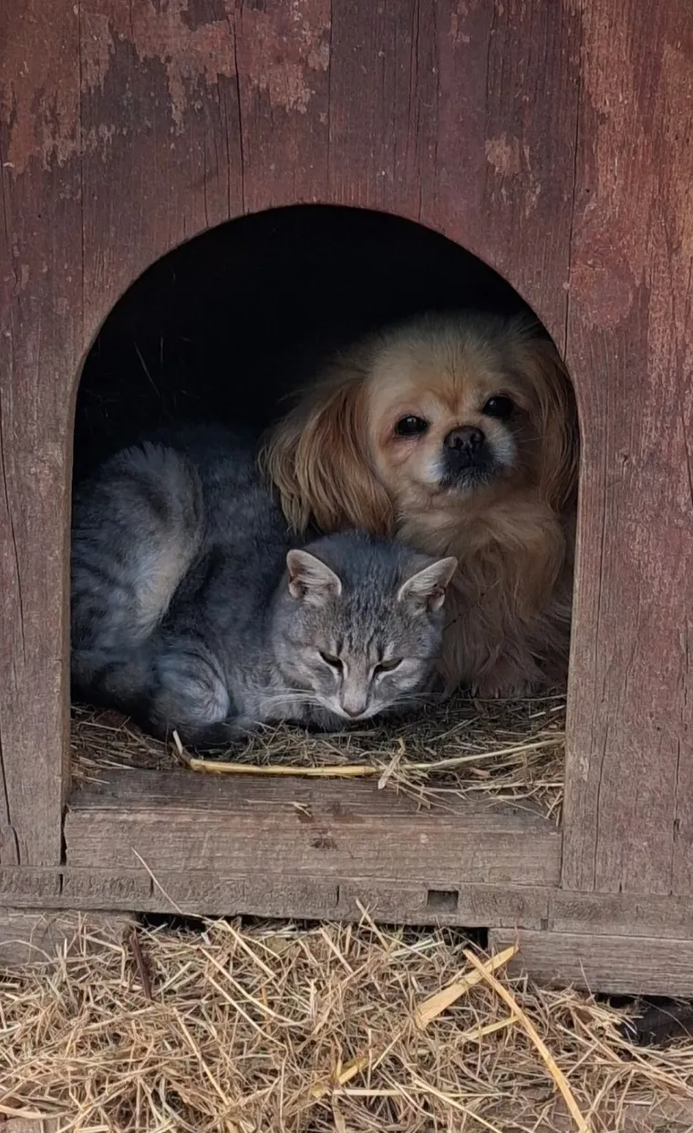 Va&scaron;e mačke i psi dokaz su da su neke priče samo mit: Ove fotografije rastopit će i najtvrđa srca
