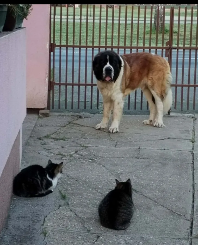 Va&scaron;e mačke i psi dokaz su da su neke priče samo mit: Ove fotografije rastopit će i najtvrđa srca