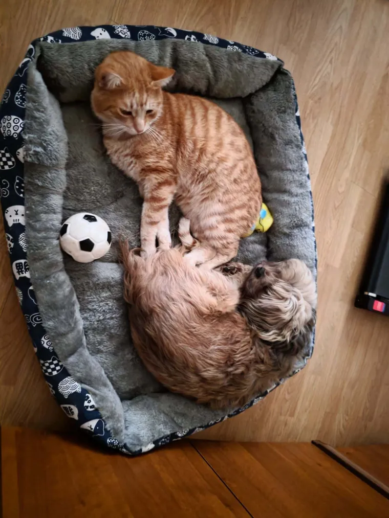 Va&scaron;e mačke i psi dokaz su da su neke priče samo mit: Ove fotografije rastopit će i najtvrđa srca