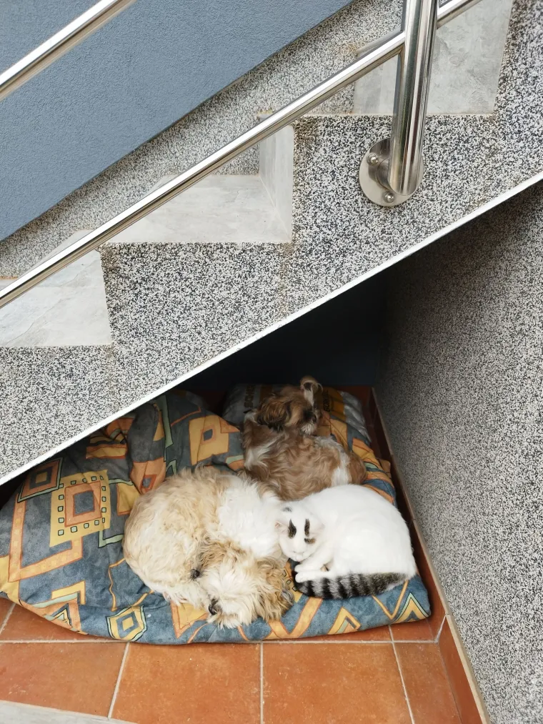 Va&scaron;e mačke i psi dokaz su da su neke priče samo mit: Ove fotografije rastopit će i najtvrđa srca