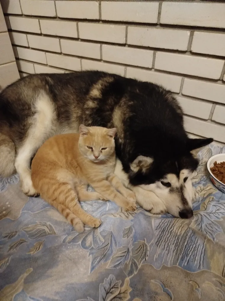 Va&scaron;e mačke i psi dokaz su da su neke priče samo mit: Ove fotografije rastopit će i najtvrđa srca