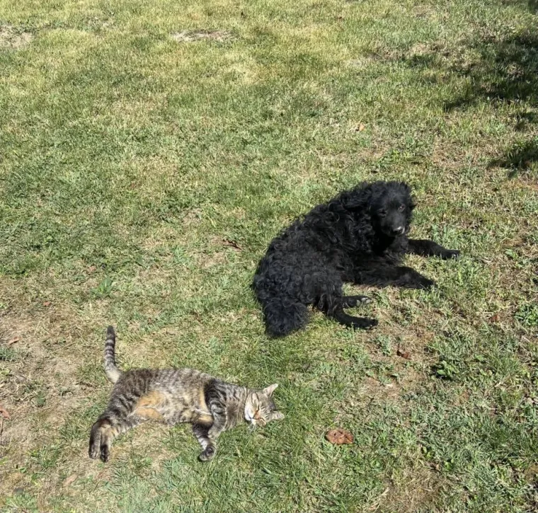 Va&scaron;e mačke i psi dokaz su da su neke priče samo mit: Ove fotografije rastopit će i najtvrđa srca