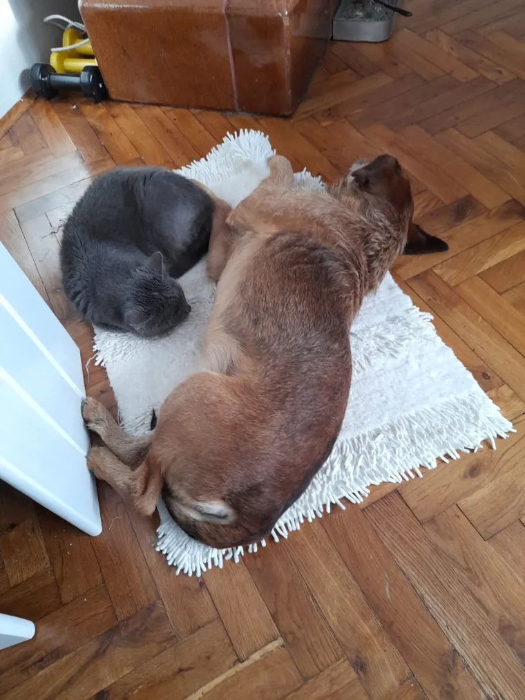 Va&scaron;e mačke i psi dokaz su da su neke priče samo mit: Ove fotografije rastopit će i najtvrđa srca