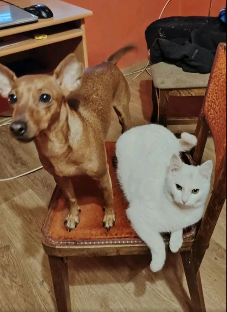 Va&scaron;e mačke i psi dokaz su da su neke priče samo mit: Ove fotografije rastopit će i najtvrđa srca