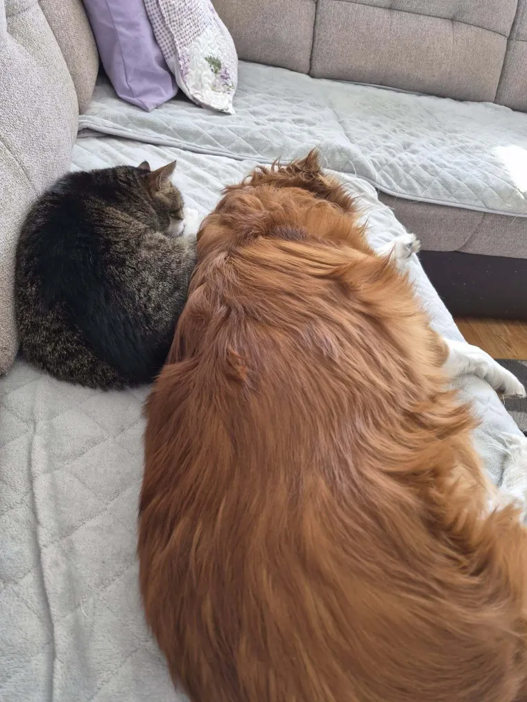 Va&scaron;e mačke i psi dokaz su da su neke priče samo mit: Ove fotografije rastopit će i najtvrđa srca