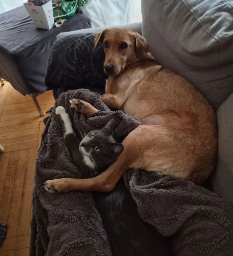 Va&scaron;e mačke i psi dokaz su da su neke priče samo mit: Ove fotografije rastopit će i najtvrđa srca